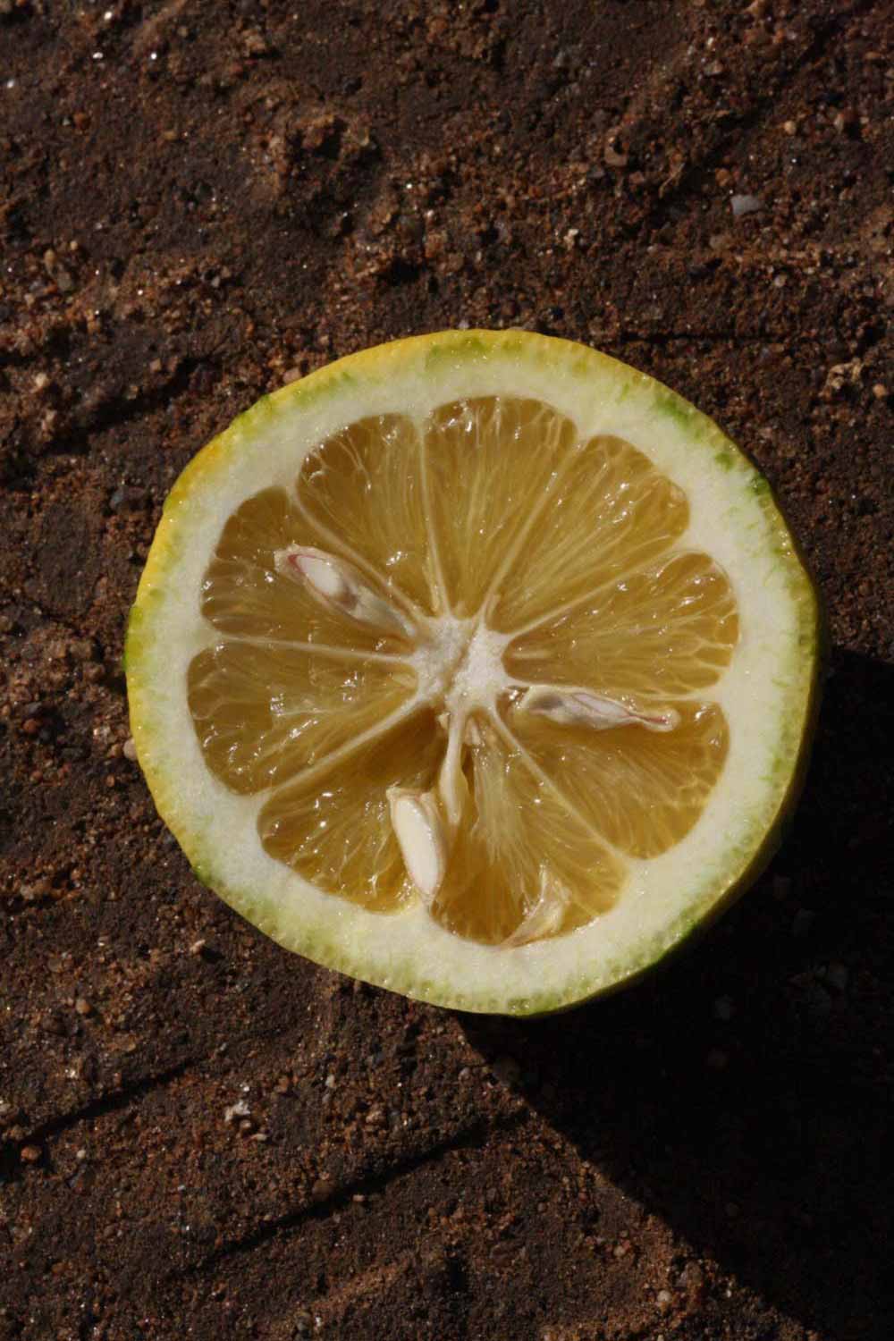            Fruit cross-section (Riverside, CA)   